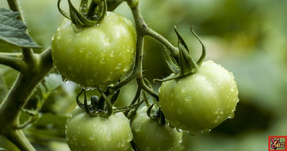 Commercial Ripening Process: From Green to Red