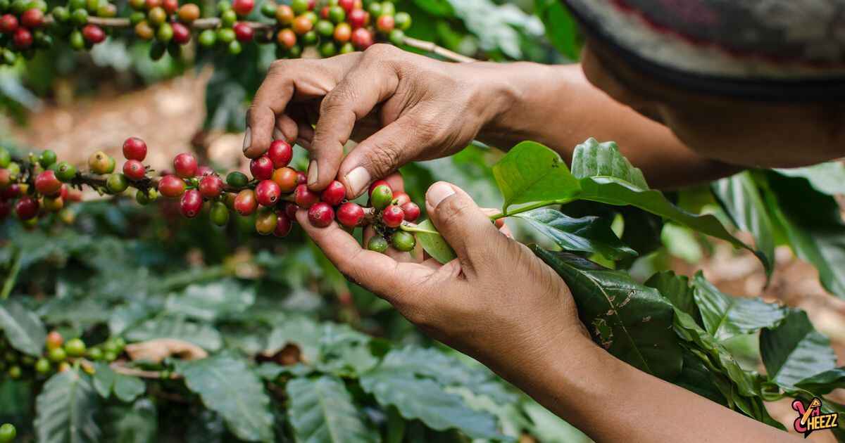 Visit La Victoria Coffee Farm